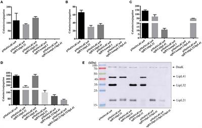 Evaluation of Leptospira interrogans knockdown mutants for LipL32, LipL41, LipL21, and OmpL1 proteins